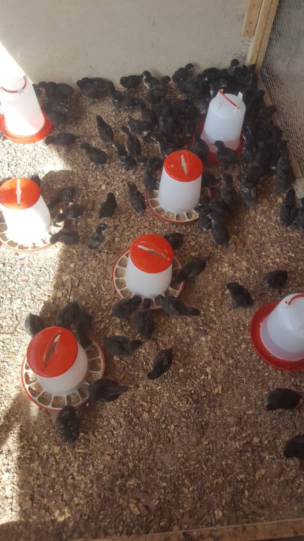 I primi pulcini del Centro Avicolo NA TILGE Loumbila Burkina Faso