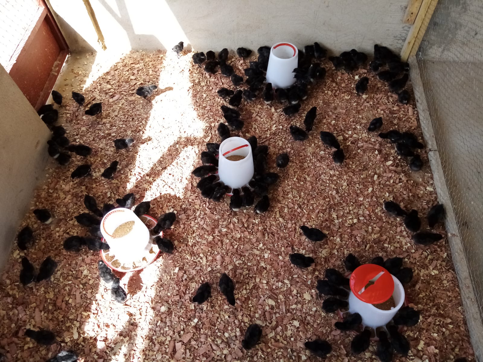 i primi pulcini del centro avicolo agroecologico di Loumbila